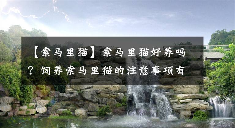 【索马里猫】索马里猫好养吗？饲养索马里猫的注意事项有哪些？
