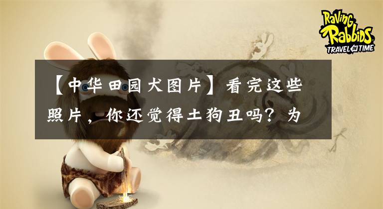 【中华田园犬图片】看完这些照片，你还觉得土狗丑吗？为中华田园犬打call