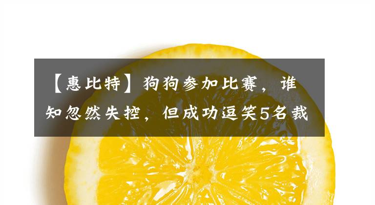 【惠比特】狗狗参加比赛，谁知忽然失控，但成功逗笑5名裁判，荣获全场第一