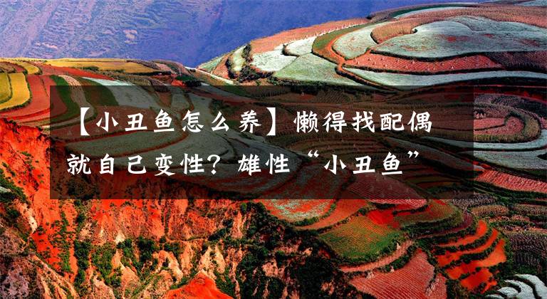 【小丑鱼怎么养】懒得找配偶就自己变性?雄性“小丑鱼”为何要变为女王?