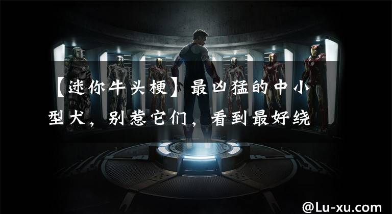 【迷你牛头梗】最凶猛的中小型犬，别惹它们，看到最好绕路走