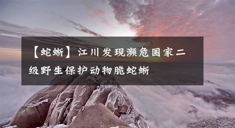 【蛇蜥】江川发现濒危国家二级野生保护动物脆蛇蜥