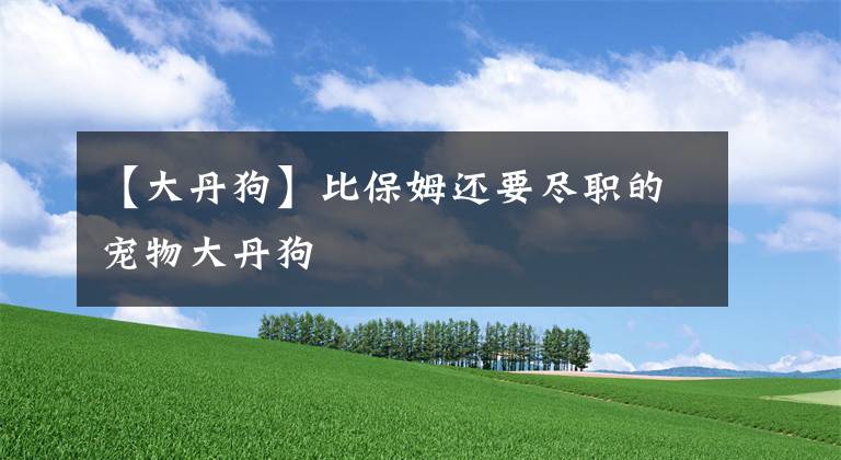 【大丹狗】比保姆还要尽职的宠物大丹狗