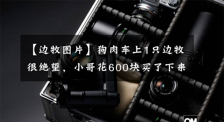 【边牧图片】狗肉车上1只边牧很绝望,小哥花600块买了下来:你跟我回家
