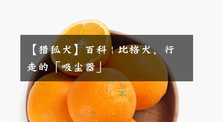 【猎狐犬】百科 | 比格犬，行走的「吸尘器」