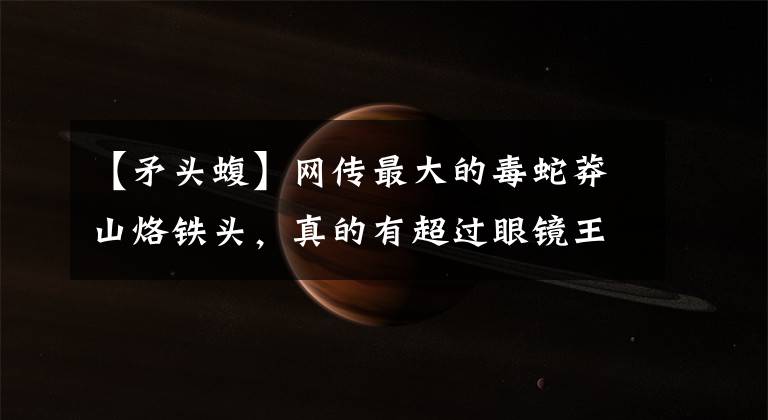 【矛头蝮】网传最大的毒蛇莽山烙铁头，真的有超过眼镜王蛇的体重和毒性吗