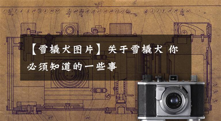 【雪橇犬图片】关于雪橇犬 你必须知道的一些事