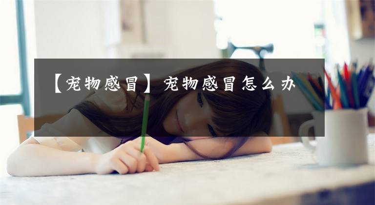 【宠物感冒】宠物感冒怎么办