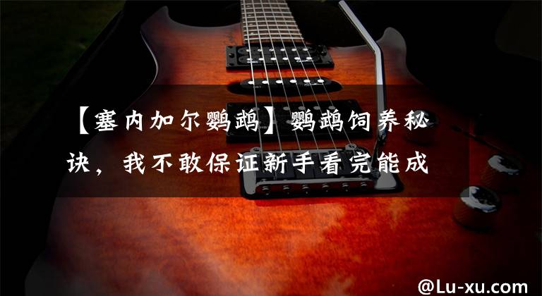 【塞内加尔鹦鹉】鹦鹉饲养秘诀,我不敢保证新手看完能成为大师,至少能够入门了