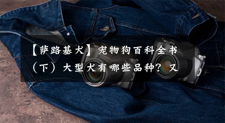 【萨路基犬】宠物狗百科全书（下）大型犬有哪些品种？又有怎样的性格特点？