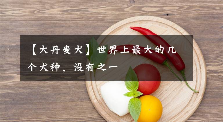 【大丹麦犬】世界上最大的几个犬种,没有之一