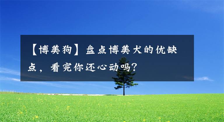 【博美狗】盘点博美犬的优缺点，看完你还心动吗？