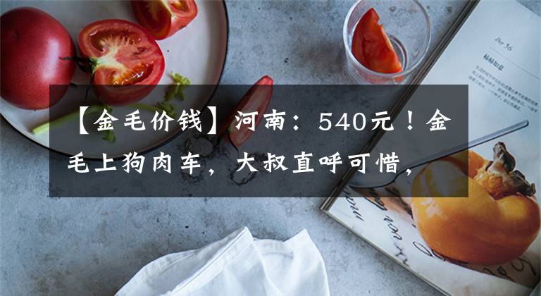 【金毛价钱】河南：540元！金毛上狗肉车，大叔直呼可惜，狗贩：可惜你还带来