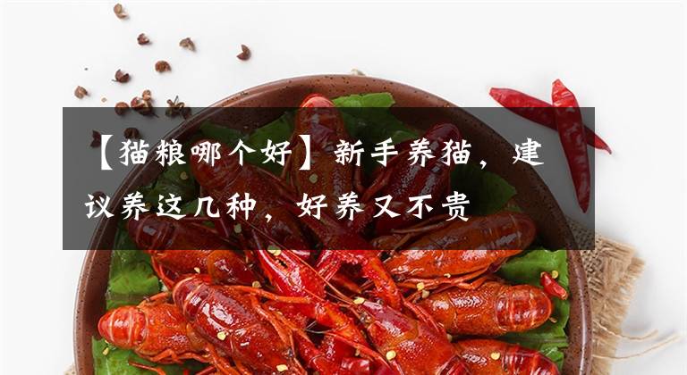 【猫粮哪个好】新手养猫，建议养这几种，好养又不贵