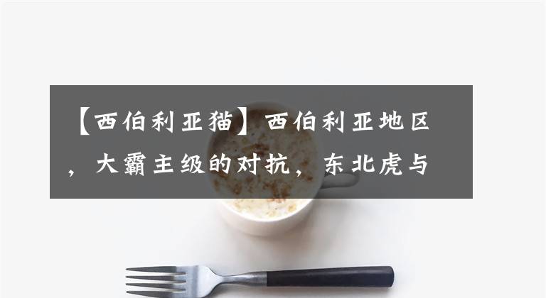 【西伯利亚猫】西伯利亚地区，大霸主级的对抗，东北虎与棕熊谁更豪横？