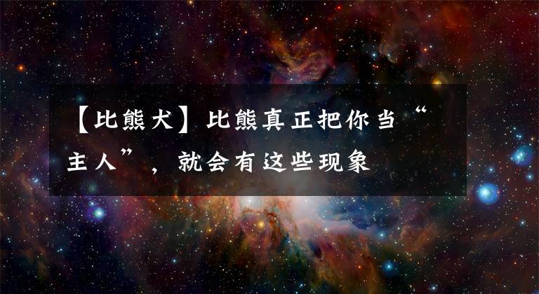 【比熊犬】比熊真正把你当“主人”，就会有这些现象