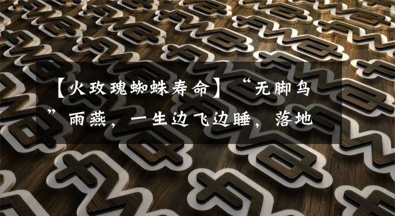 【火玫瑰蜘蛛寿命】“无脚鸟”雨燕,一生边飞边睡,落地等于死亡,它如何繁衍后代?