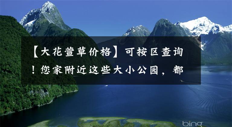 【大花萱草价格】可按区查询!您家附近这些大小公园,都是赏春花的好去处