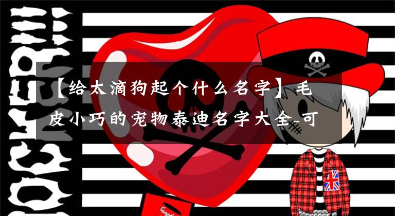 【给太滴狗起个什么名字】毛皮小巧的宠物泰迪名字大全-可爱之处
