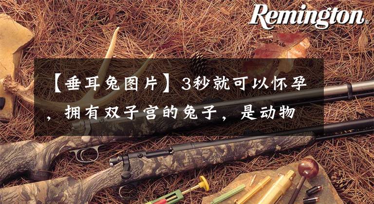 【垂耳兔图片】3秒就可以怀孕,拥有双子宫的兔子,是动物界著名的生育机器