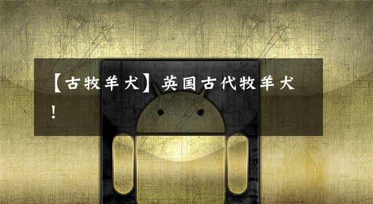 【古牧羊犬】英国古代牧羊犬！