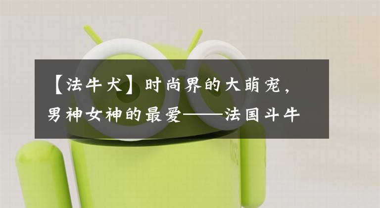 【法牛犬】时尚界的大萌宠，男神女神的最爱——法国斗牛犬