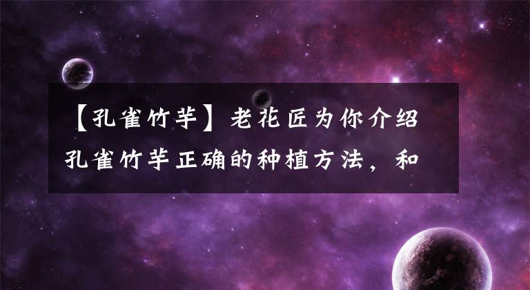 【孔雀竹芋】老花匠为你介绍孔雀竹芋正确的种植方法,和需要注意的事项