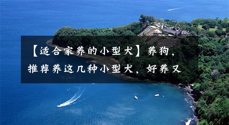 【适合家养的小型犬】养狗，推荐养这几种小型犬，好养又会护主