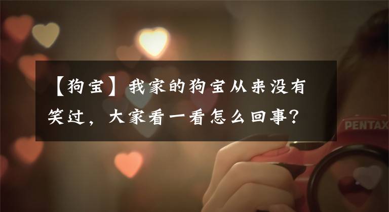 【狗宝】我家的狗宝从来没有笑过，大家看一看怎么回事？