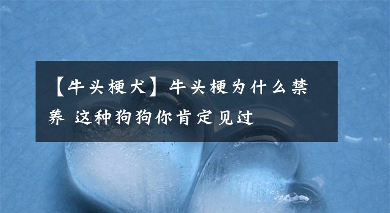 【牛头梗犬】牛头梗为什么禁养 这种狗狗你肯定见过