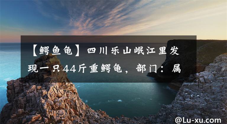 【鳄鱼龟】四川乐山岷江里发现一只44斤重鳄龟，部门：属外来物种，切不可放生