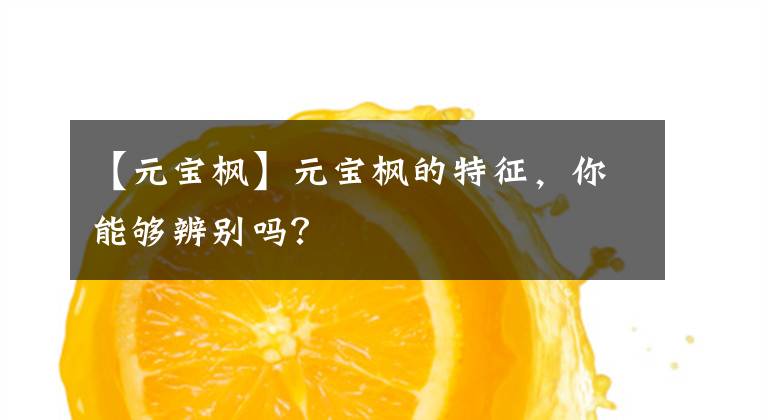 【元宝枫】元宝枫的特征，你能够辨别吗？