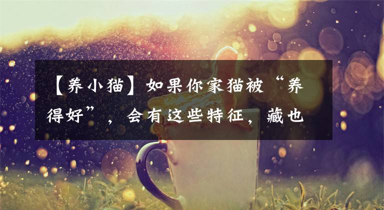 【养小猫】如果你家猫被“养得好”，会有这些特征，藏也藏不住