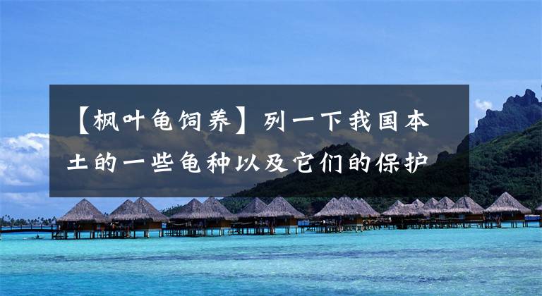 【枫叶龟饲养】列一下我国本土的一些龟种以及它们的保护等级