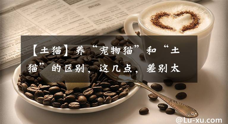 【土猫】养“宠物猫”和“土猫”的区别,这几点,差别太大了