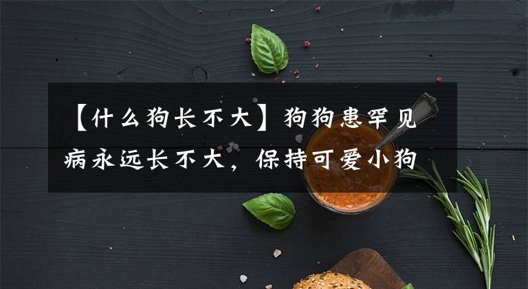 【什么狗长不大】狗狗患罕见病永远长不大,保持可爱小狗模样,吸粉数万变网红狗