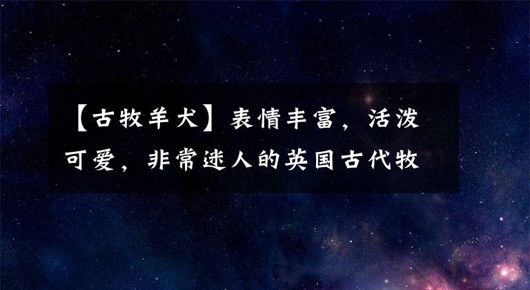 【古牧羊犬】表情丰富，活泼可爱，非常迷人的英国古代牧羊犬