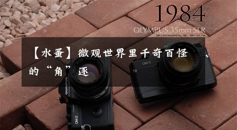 【水蚤】微观世界里千奇百怪的“角”逐