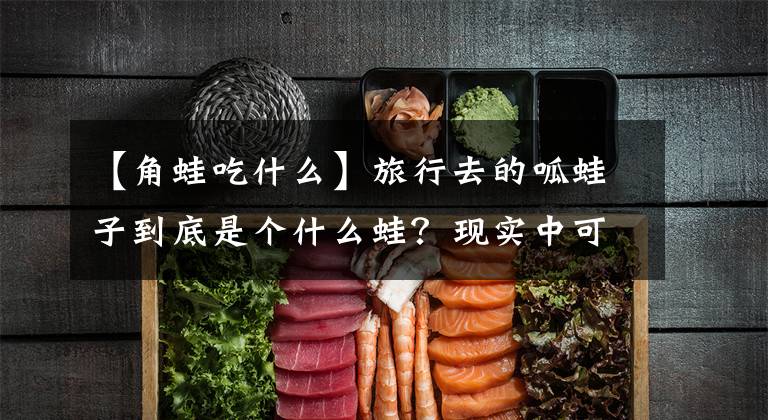 【角蛙吃什么】旅行去的呱蛙子到底是个什么蛙？现实中可以养到吗？