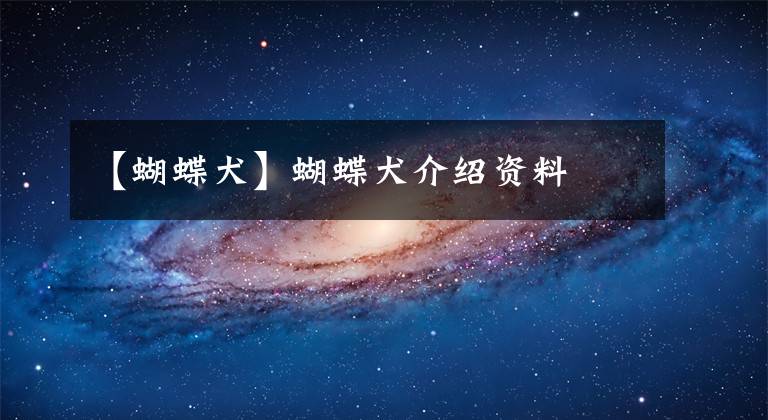 【蝴蝶犬】蝴蝶犬介绍资料