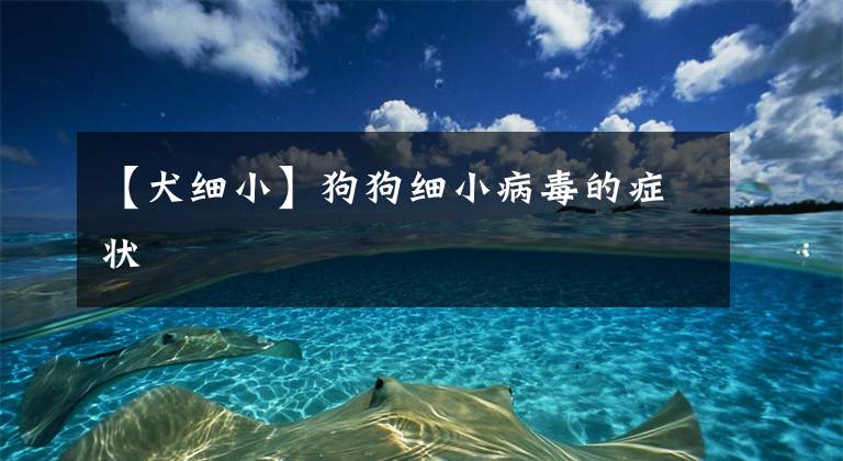 【犬细小】狗狗细小病毒的症状