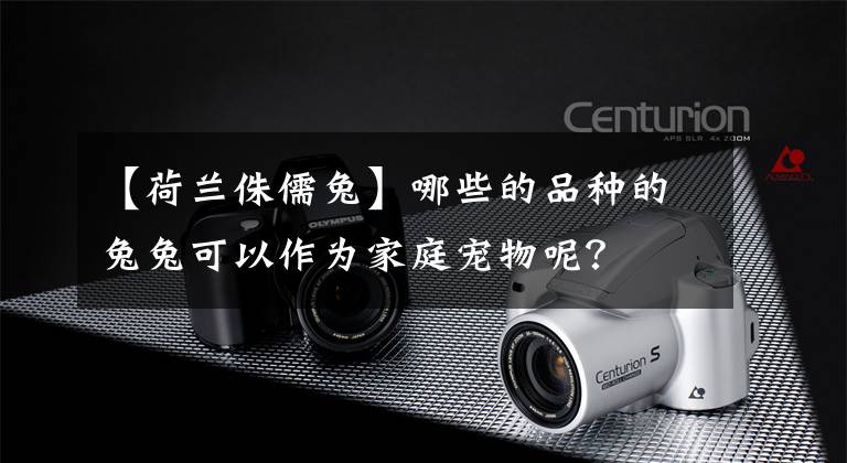 【荷兰侏儒兔】哪些的品种的兔兔可以作为家庭宠物呢？