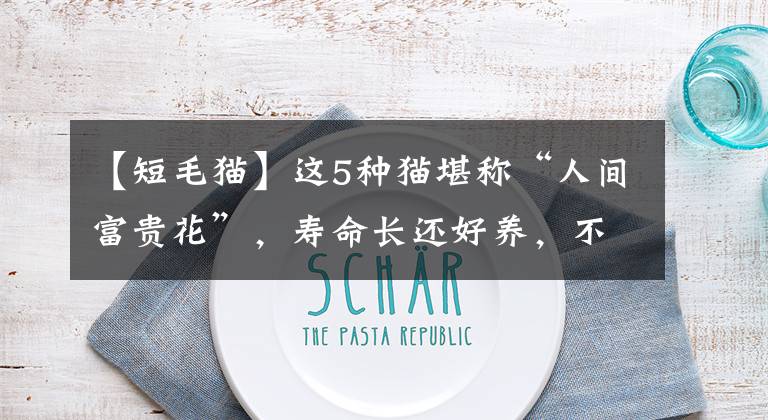 【短毛猫】这5种猫堪称“人间富贵花”,寿命长还好养,不妨养一只