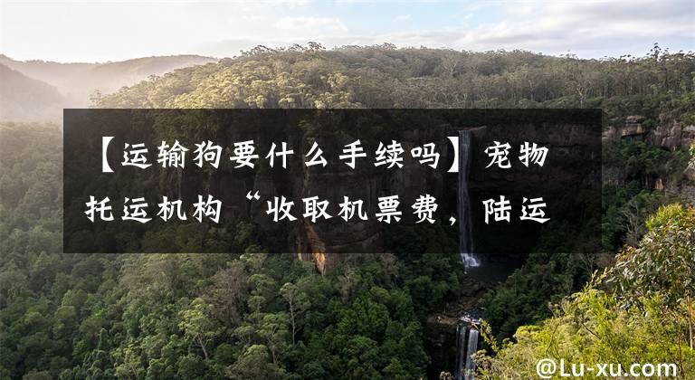 【运输狗要什么手续吗】宠物托运机构“收取机票费,陆运”导致金毛犬死亡吗?广州市监察部介入