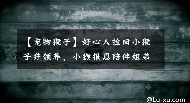 【宠物猴子】好心人捡回小猴子并领养，小猴报恩陪伴姐弟成长，温暖的一家人！