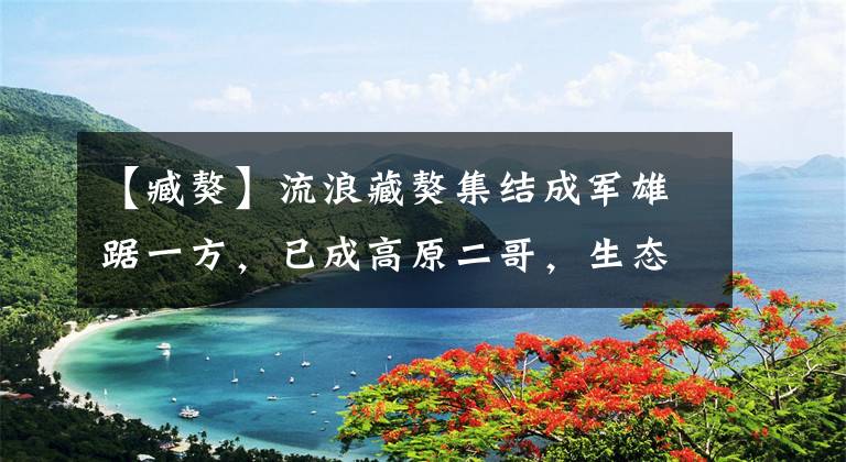 【臧獒】流浪藏獒集结成军雄踞一方,已成高原二哥,生态位直逼雪豹