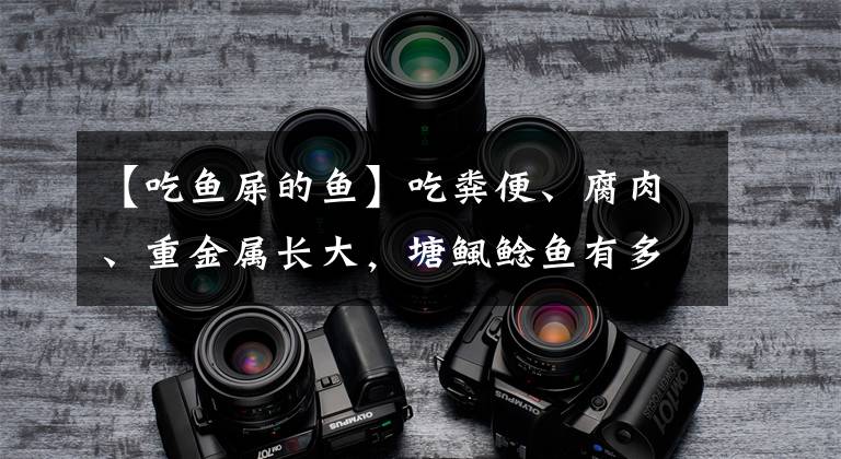 【吃鱼屎的鱼】吃粪便、腐肉、重金属长大，塘鲺鲶鱼有多脏？到底能不能吃？