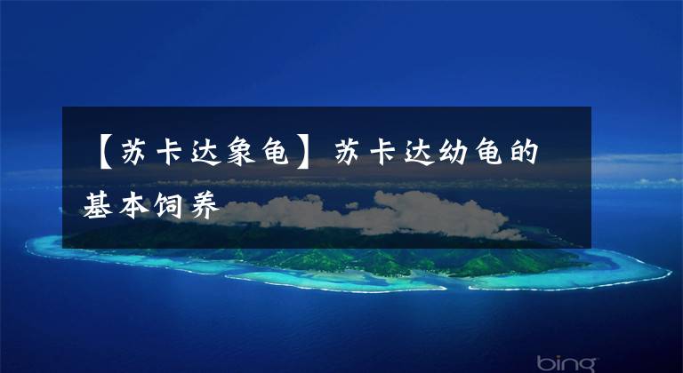 【苏卡达象龟】苏卡达幼龟的基本饲养