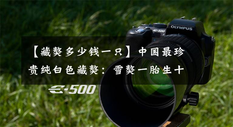 【藏獒多少钱一只】中国最珍贵纯白色藏獒：雪獒一胎生十只一只卖10万！