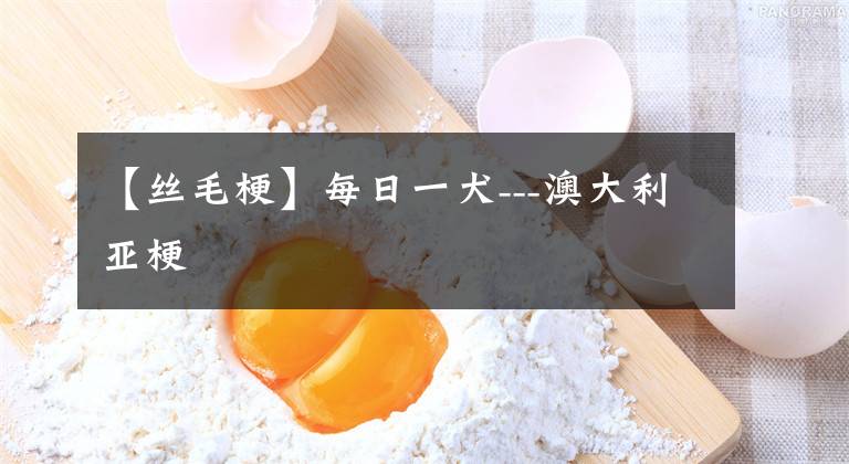 【丝毛梗】每日一犬---澳大利亚梗